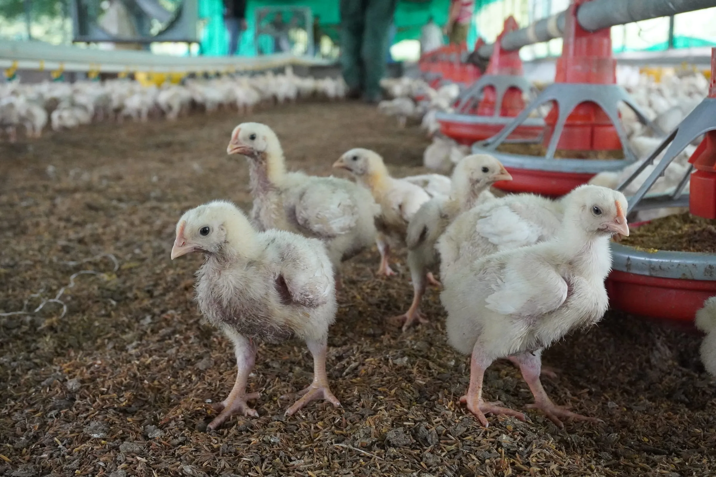 Galpón de pollos de engorde