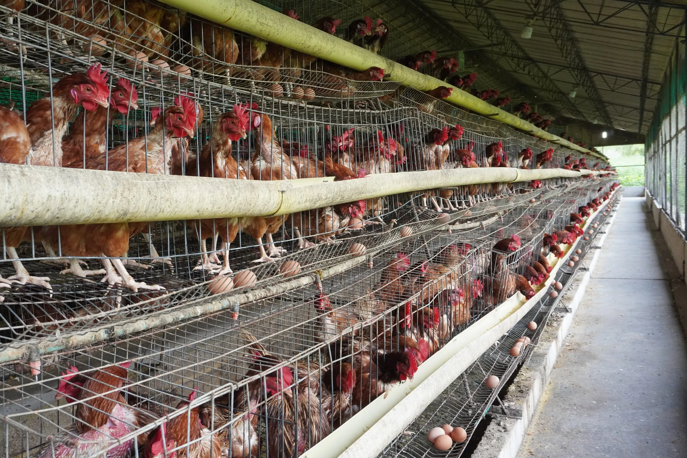 Gallinas ponedoras y huevos en la batería