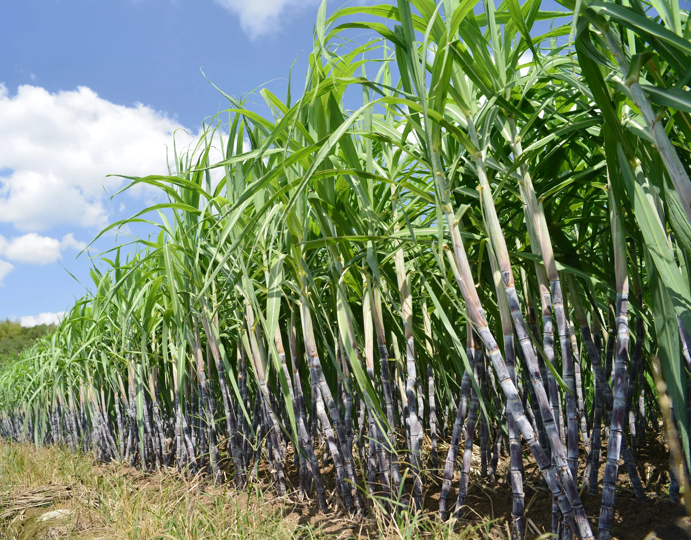 Plantación de caña de azúcar bajo cielo despejado