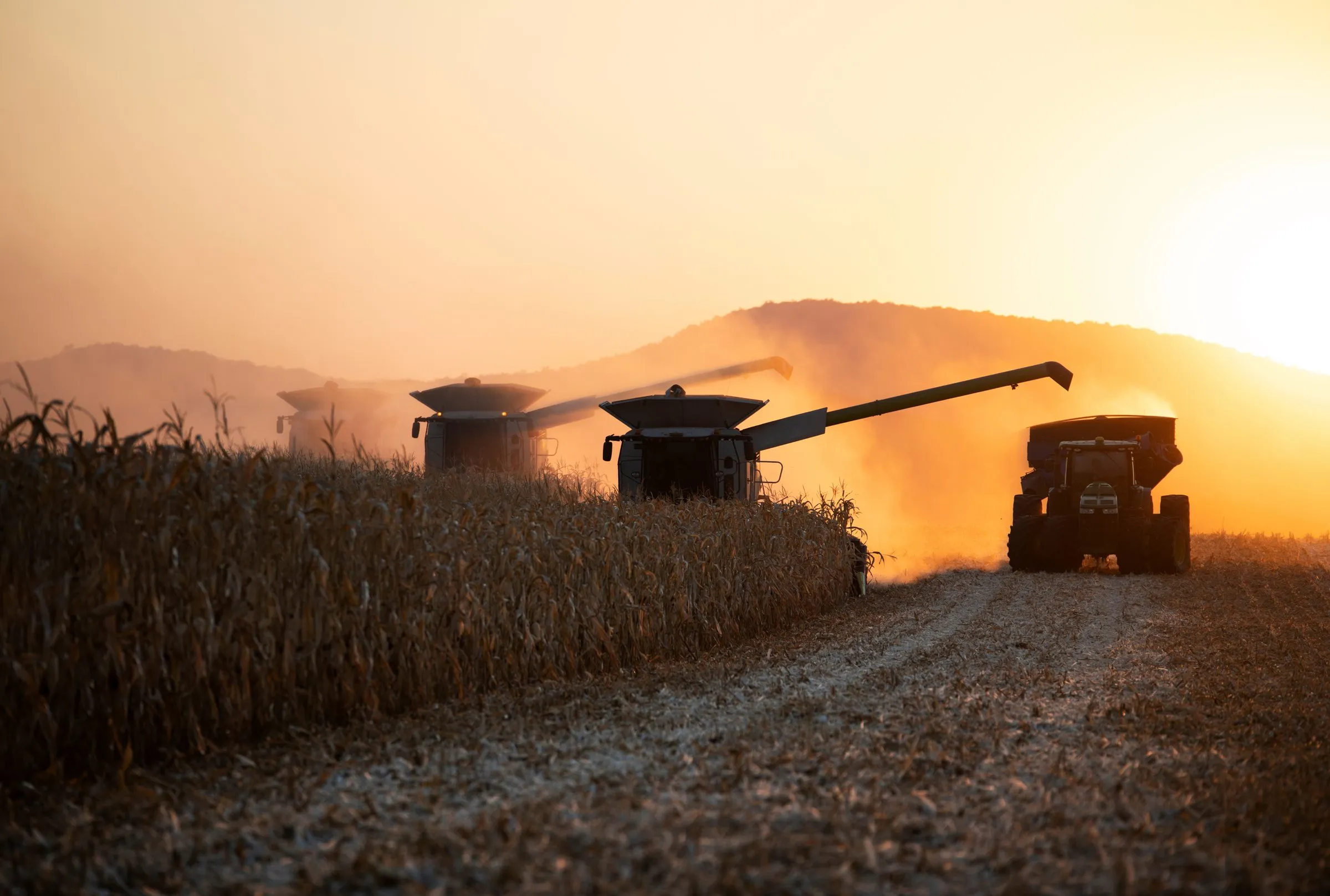 Cosechadoras y camión de grano trabajando al atardecer