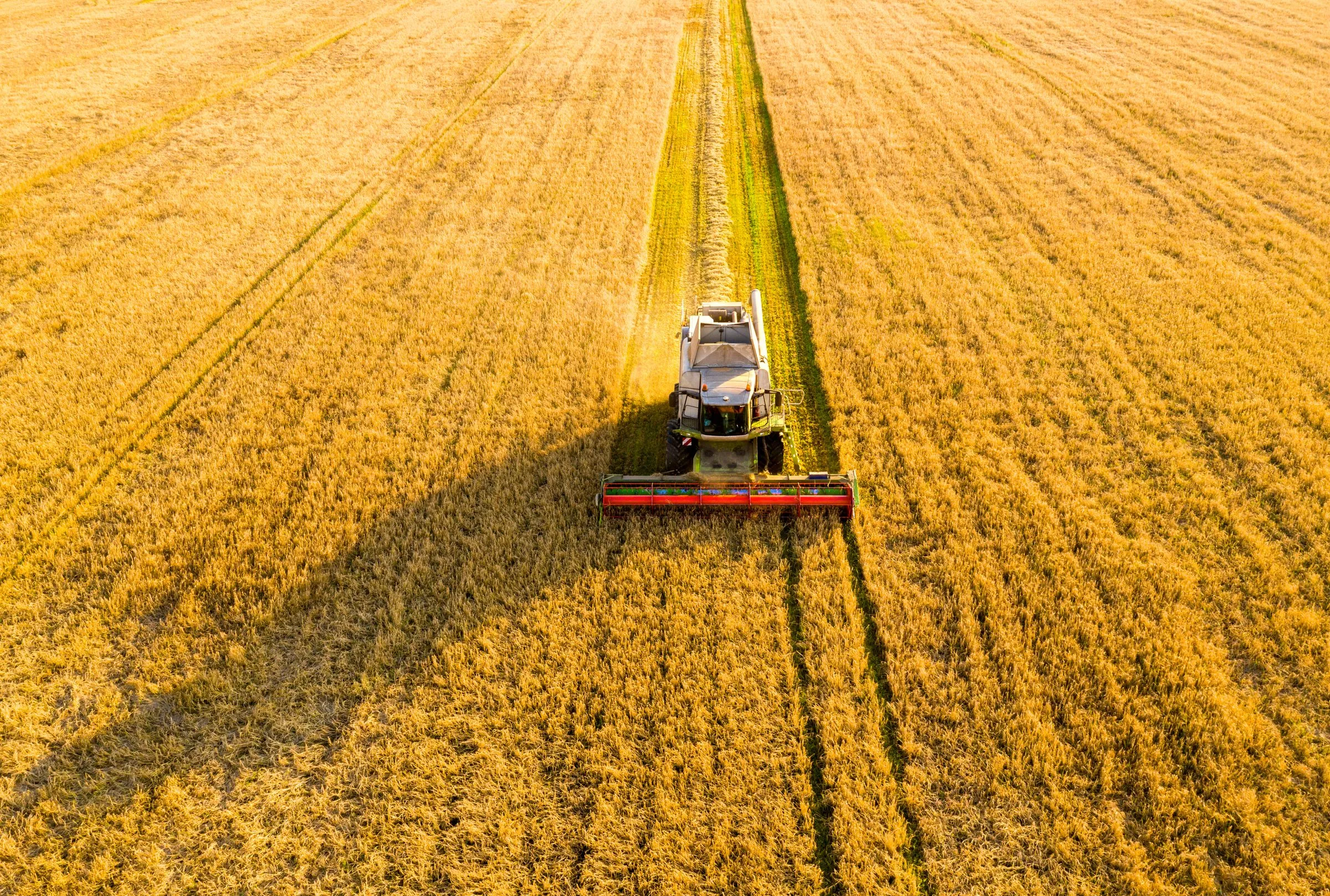 Vista aérea de una cosechadora abriendo surco en un campo de cereal dorado