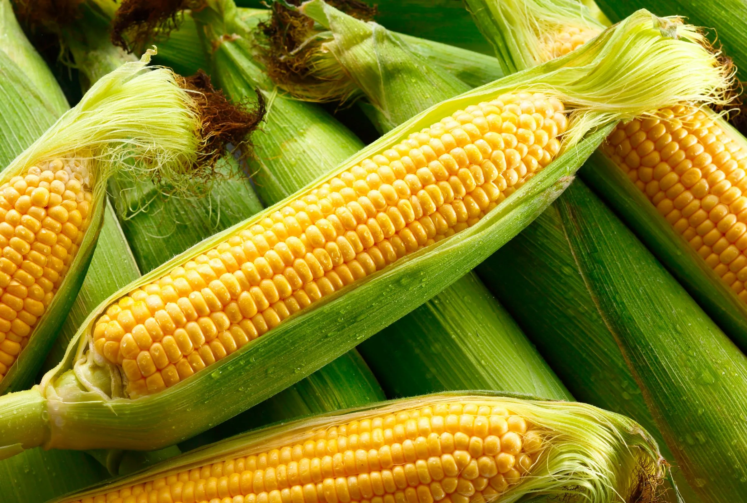Mazorcas de maíz amarillo con su hoja abierta