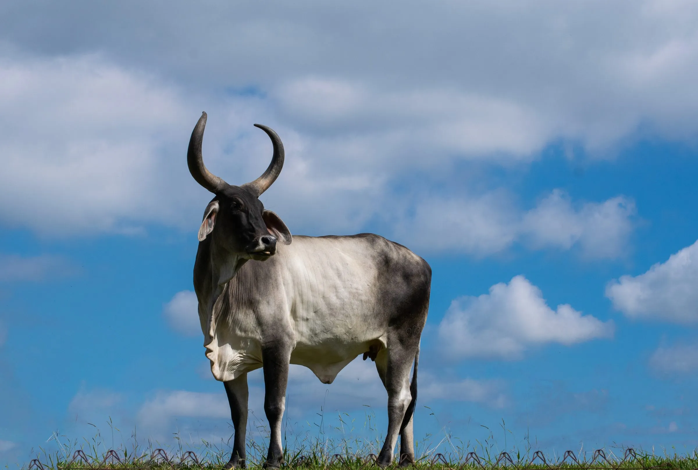 Toro brahman gris de perfil contra un cielo con nubes