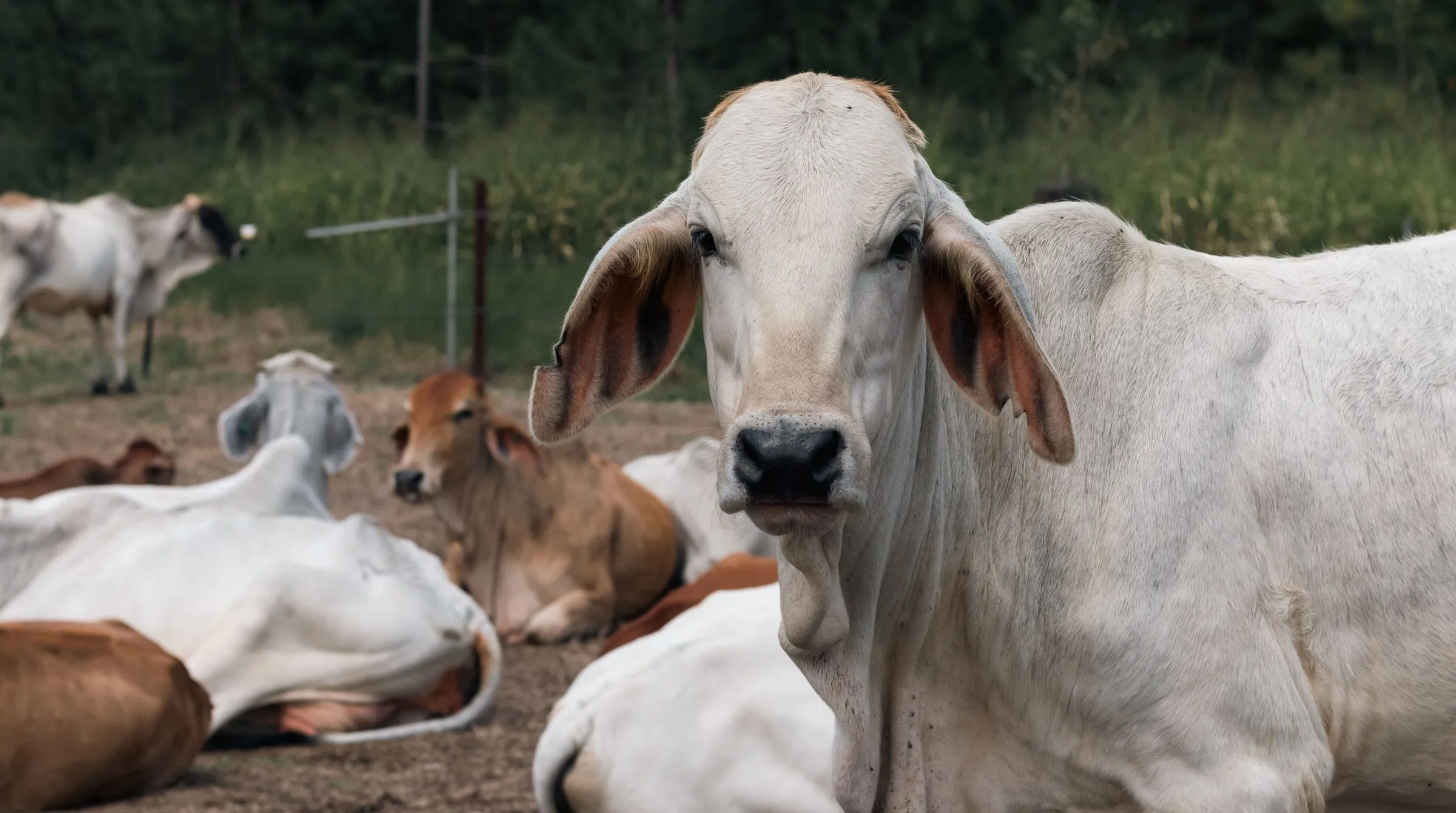 Vaca brahman blanca mirando a cámara junto a otras reses en descanso