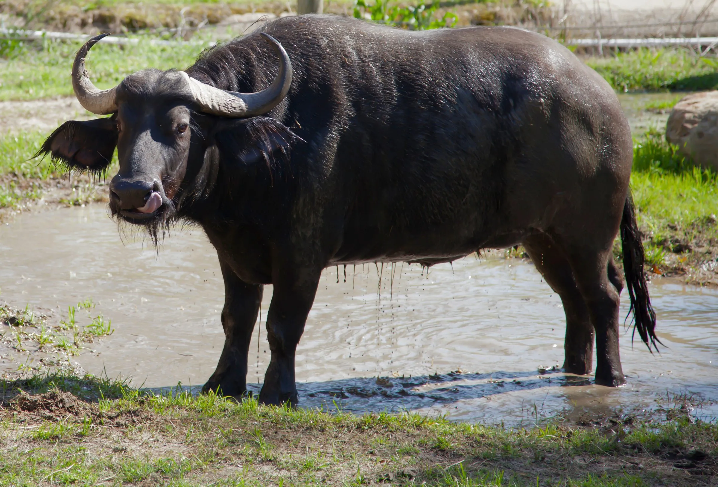 Búfalo de agua en un charco dentro del potrero