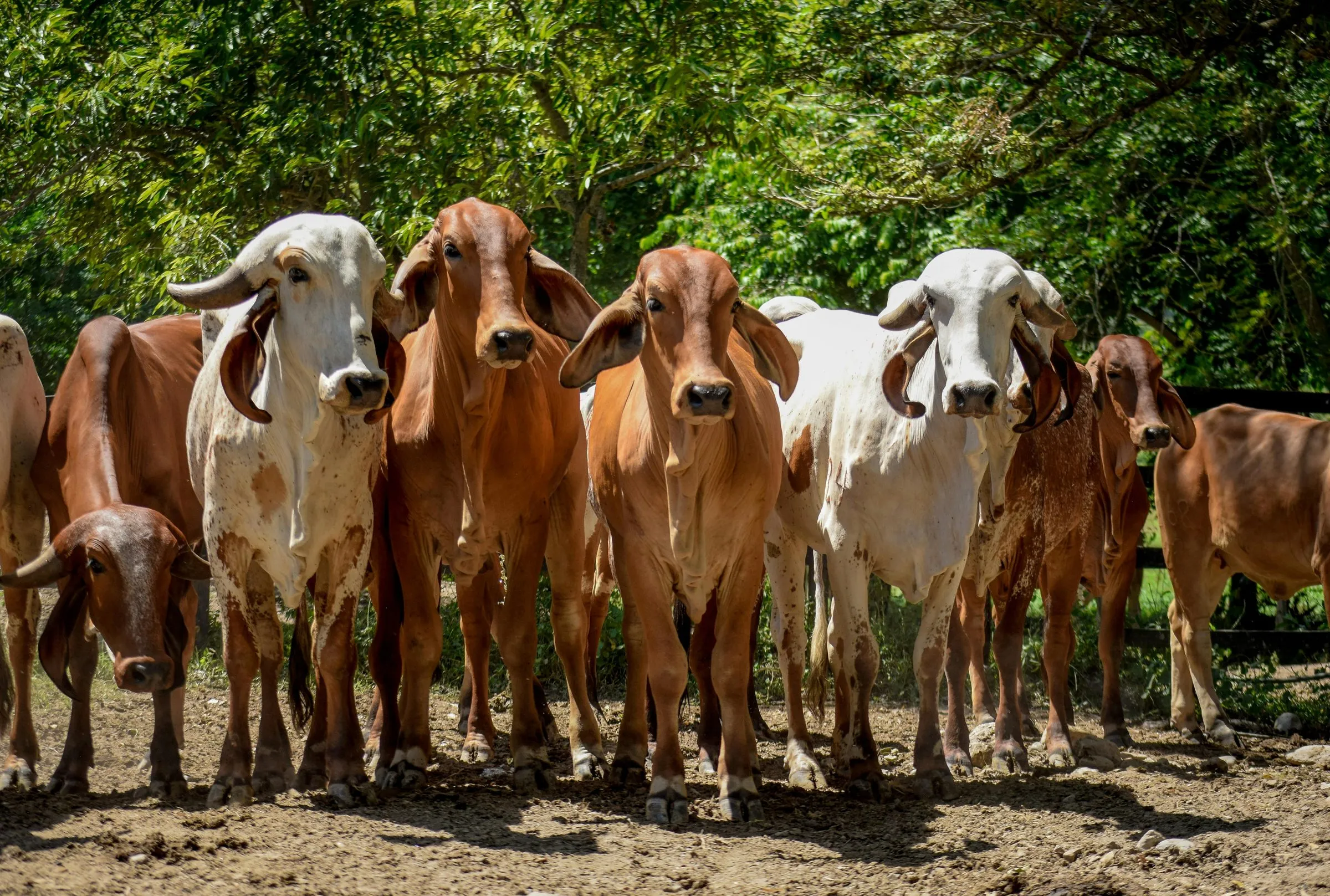 Grupo de ganado brahman rojo y blanco en un corral