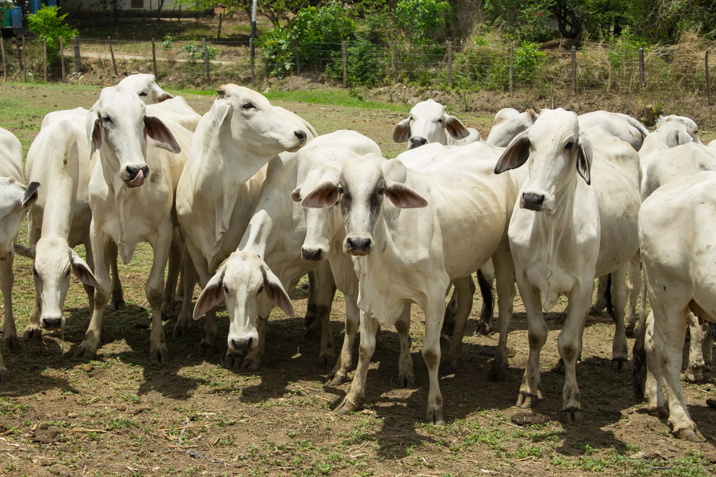 Rebaño de ganado brahman en un potrero