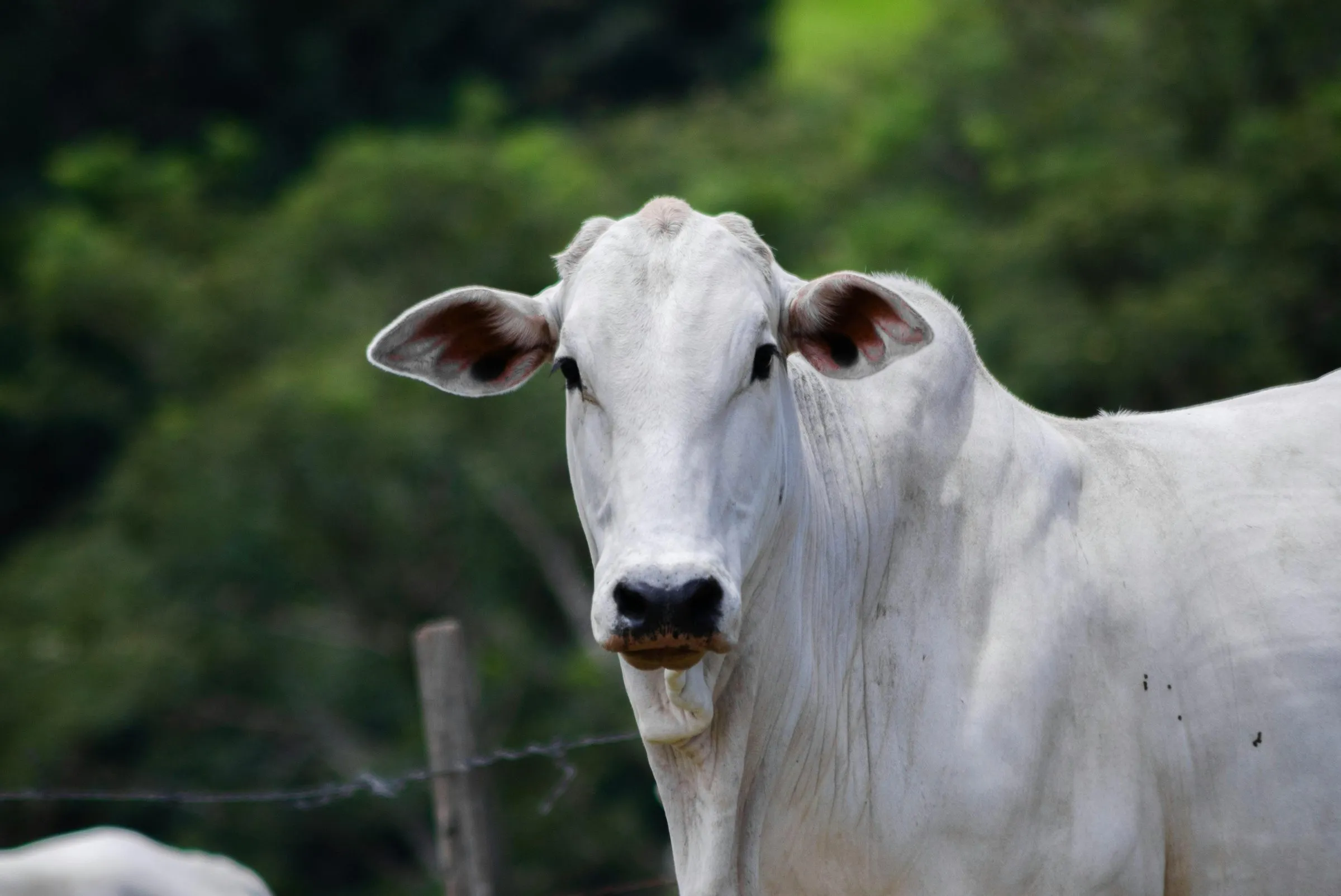 Vaca blanca junto a una cerca de alambre, con vegetación al fondo