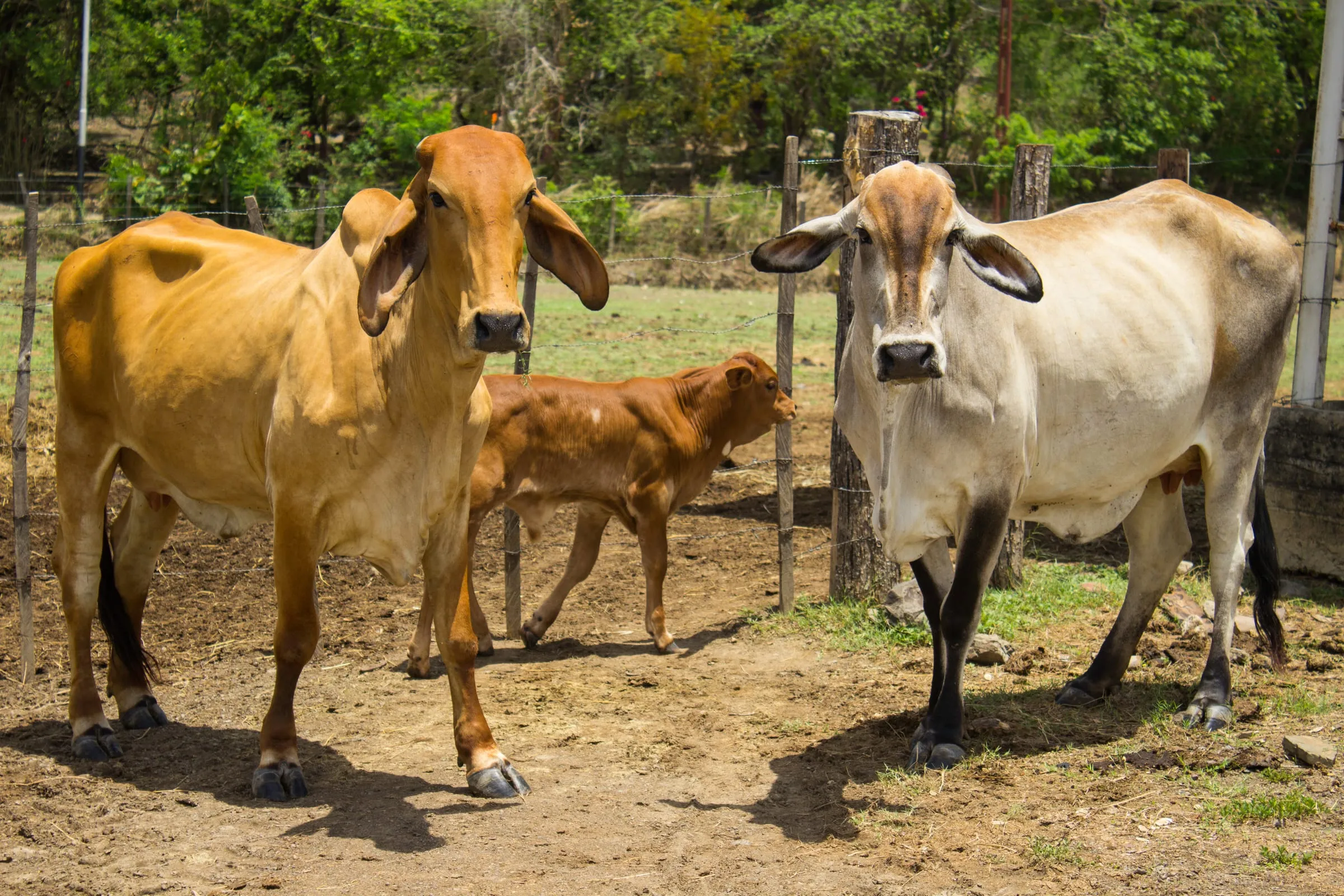 Dos vacas brahman con su becerro