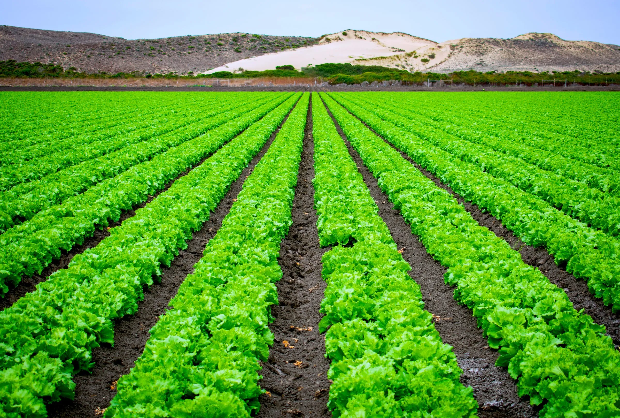Hileras de lechuga en un campo, con dunas al fondo