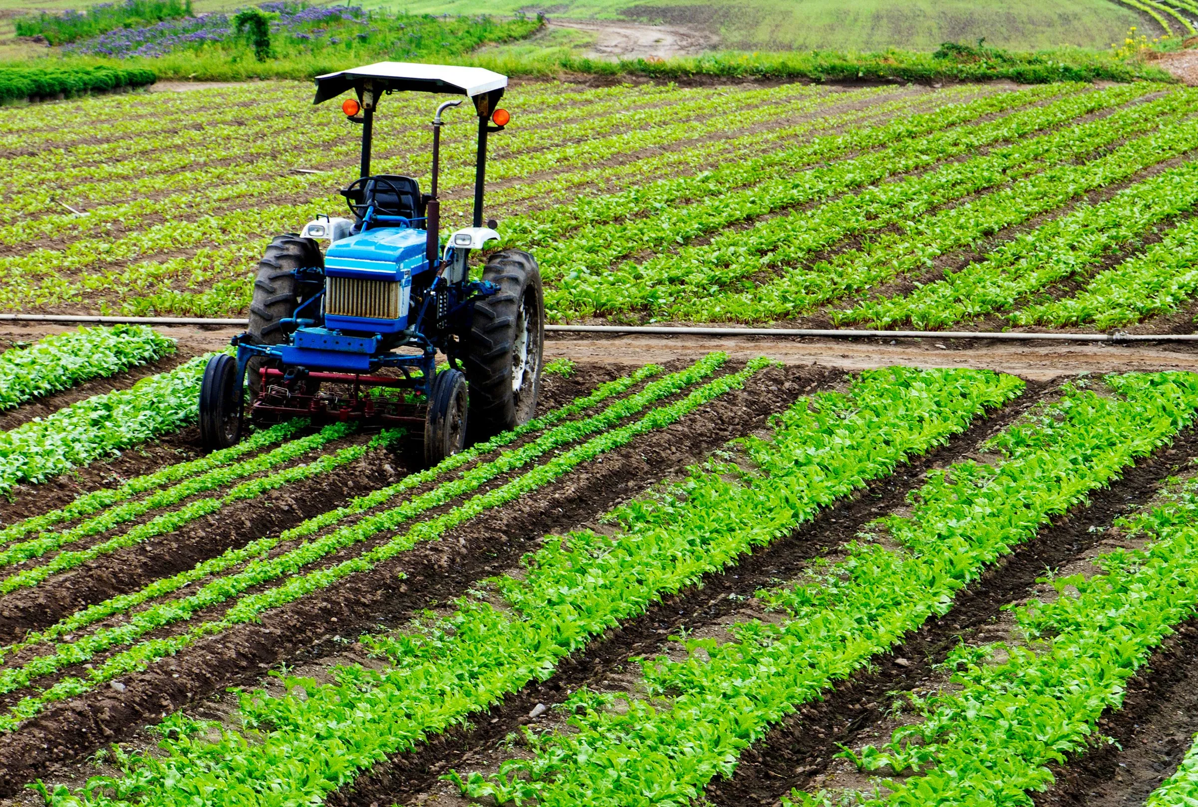 Tractor entre hileras de hortalizas verdes