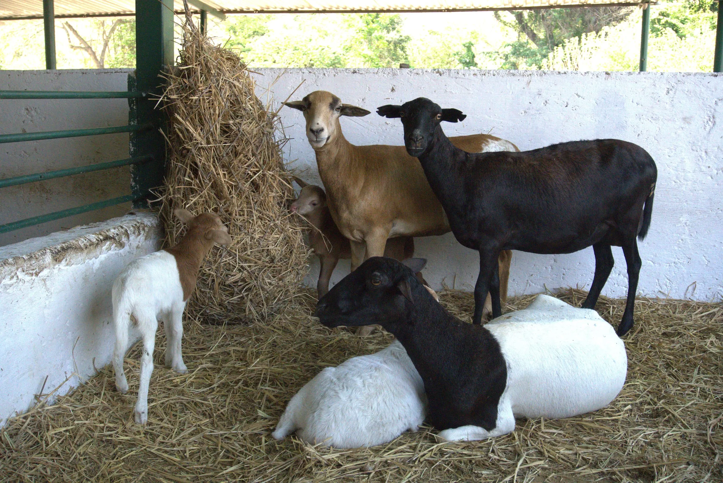 Ovinos de pelo en un corral con paja